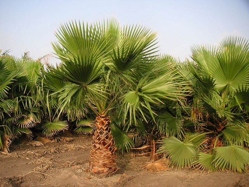 Washingtonia ‘Filibusta’ « West Coast Trees