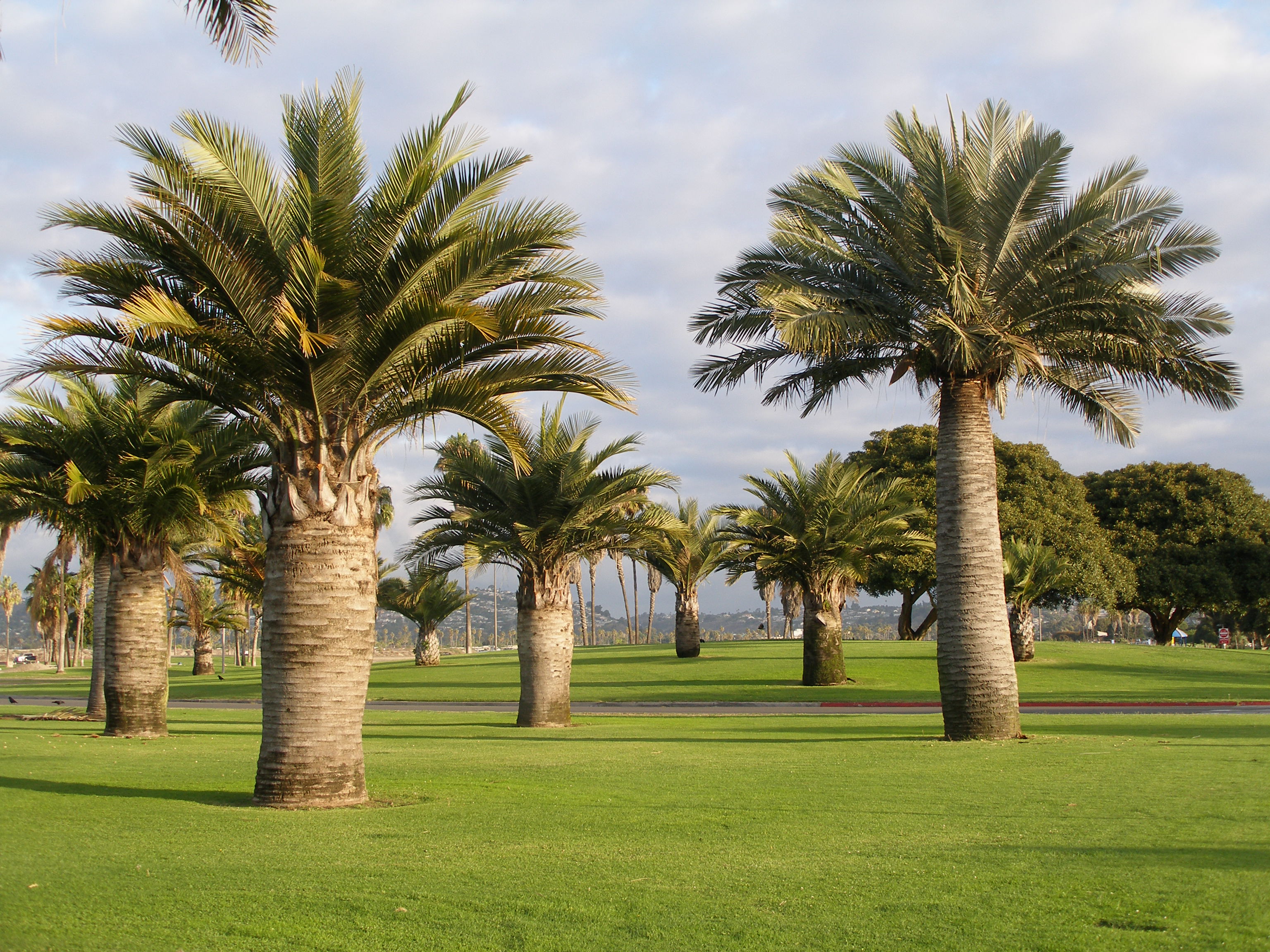 California Palm Trees For Sale CONTACT West Coast Trees