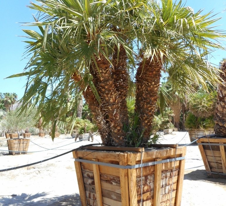 Chamaerops humilis sale dealer tree